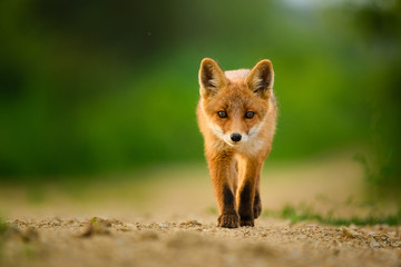 Red fox cub , Vulpes Vulpes - 274379324
