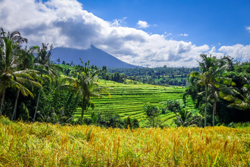 Fototapeta premium Jatiluwih paddy field rice terraces, Bali, Indonesia