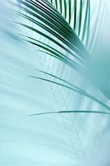 Palm tropical leaves on a blue background in a haze. Summer creative background. Creative processing.