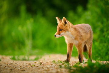 Red fox cub , Vulpes Vulpes