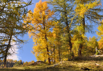 Fototapeta na wymiar beautiful yellow larches in autumn in alpine forest
