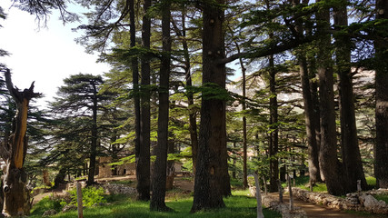 The Cedars of God located at Bsharri, are one of the last vestiges of the extensive forests of the Lebanon cedar that once thrived across Mount Lebanon. Lebanon - June, 2019