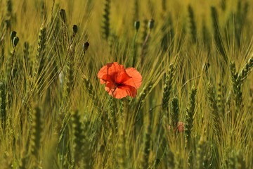 Mohnblume auf der Feld