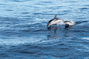 striped dolphin jumpin at sunset mother and baby