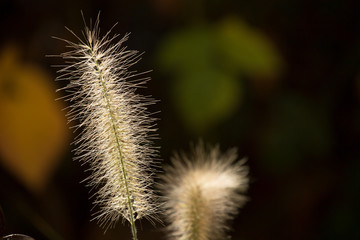 Fototapeta premium Lampenputzergras 1