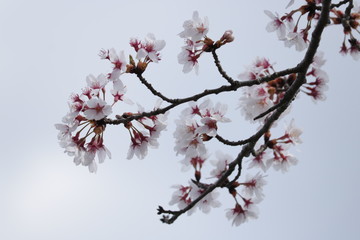 Obraz premium Sakura blossom