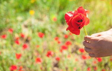 Man picking up red poppies. Poppy field