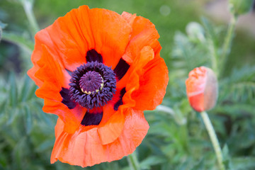 Mohn 1