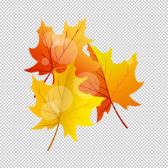 Falling maple leaves