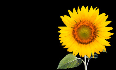 sunflower isolated on back background