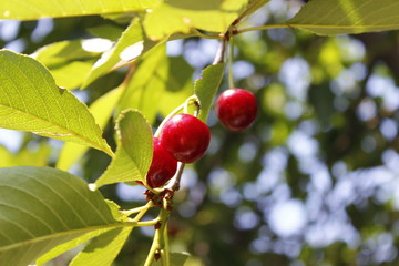 Cherry 