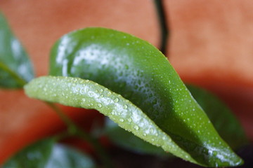 tangerine leaf and dew