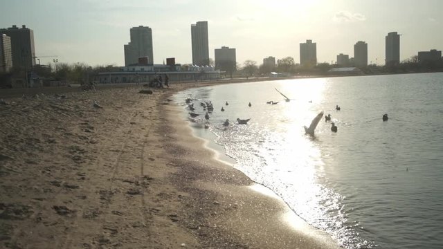 Seagulls fly around Lake Michigan and the Chicago skyline near downtown Chicago, IL.