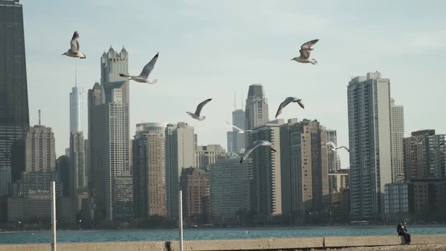 Seagulls fly around Lake Michigan and the Chicago skyline near downtown Chicago, IL.