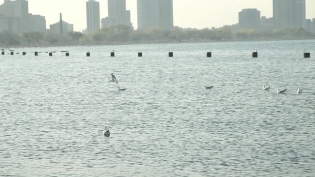 Seagulls fly around Lake Michigan and the Chicago skyline near downtown Chicago, IL.