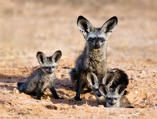 Bat-eared fox family portrait in the kgalagadi Transfrontier park. Otocyon megalotis - 274382163