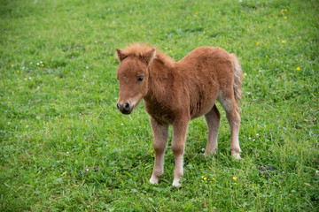 cute light brown baby filly on meadow