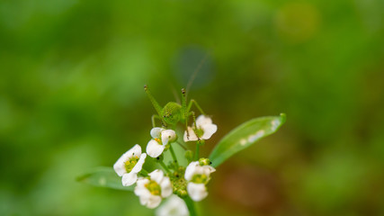 Grashüpfer