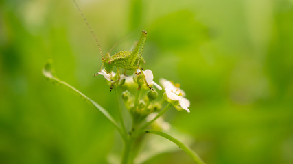 Grashüpfer
