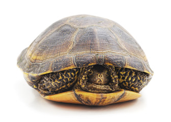 Obraz premium One big turtle.