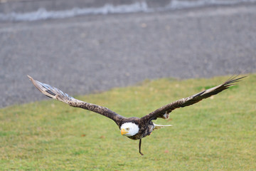 Portrait of a bald eagle (haliaeetus leucocephalus) in flight during a falconry display