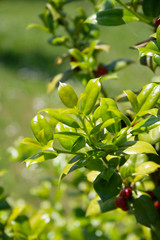 Holly bush with fresh green leaves growing on branch. Ilex cornuta
