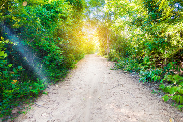 Obraz premium Tropical rain forest background