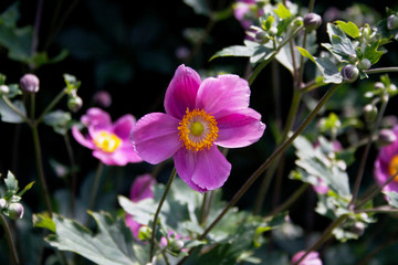 Pink Japanese anemone flower also called windflower or thimbleweed. Anemone hupehensis on dark background