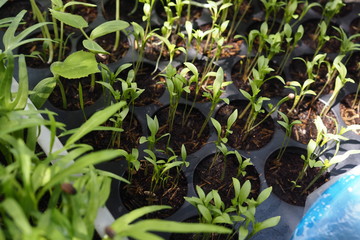 Young Plant Organic Home Garden