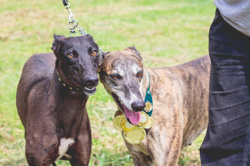 Two dogs of breed the Grayhound  on a leash near their master_