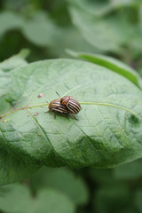 Colorado potato beetle mating on green potato leaves. Leptinotarsa decemlineata on potato plant