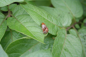 Colorado potato beetle mating on green potato leaves. Leptinotarsa decemlineata on potato plant