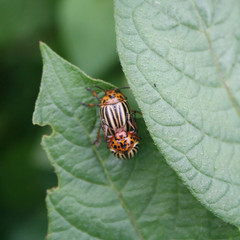 Colorado potato beetle mating on green potato leaves. Leptinotarsa decemlineata on potato plant