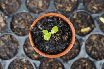 Young Plant Organic Home Garden