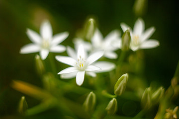 White flowers on blurred background macro.