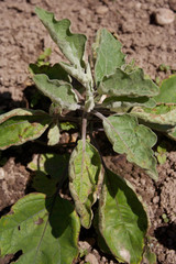 Pepper plant with disease in the vegetable garden
