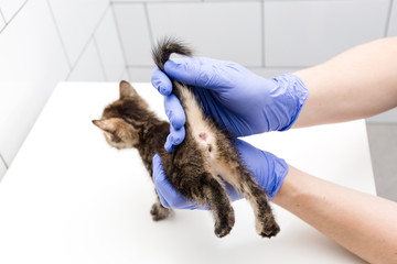 Checkup and treatment of kitten by a doctor at a vet clinic isolated on white background,...