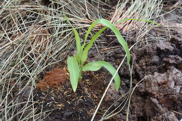 Young Plant Organic Home Garden