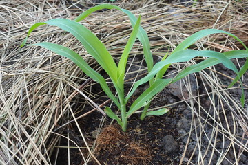 Young Plant Organic Home Garden