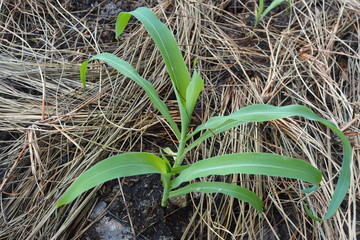 Young Plant Organic Home Garden