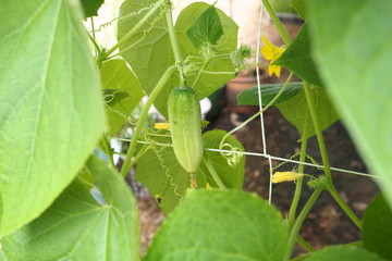 Organic Cucumber Plant Home Garden 