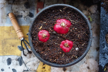 Fresh Home Garden Salad Radish