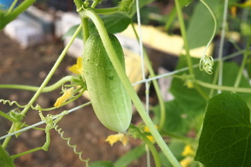 Organic Cucumber Plant Home Garden 