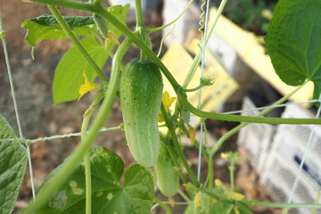 Organic Cucumber Plant Home Garden 