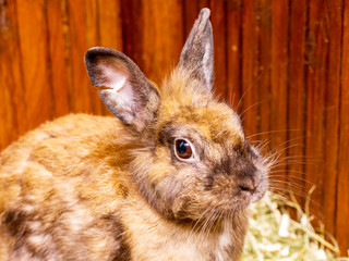Orange fluffy rabbit, close-up portrait. Breeding of rabbits_