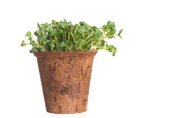 Naklejka premium kaiware Daikon Sprouts, radish sprout