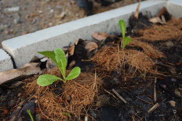 Young Plant Organic Home Garden