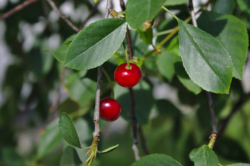 ripening cherry berries on a branch