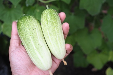 Organic Cucumber Plant Home Garden 