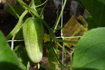 Organic Cucumber Plant Home Garden 